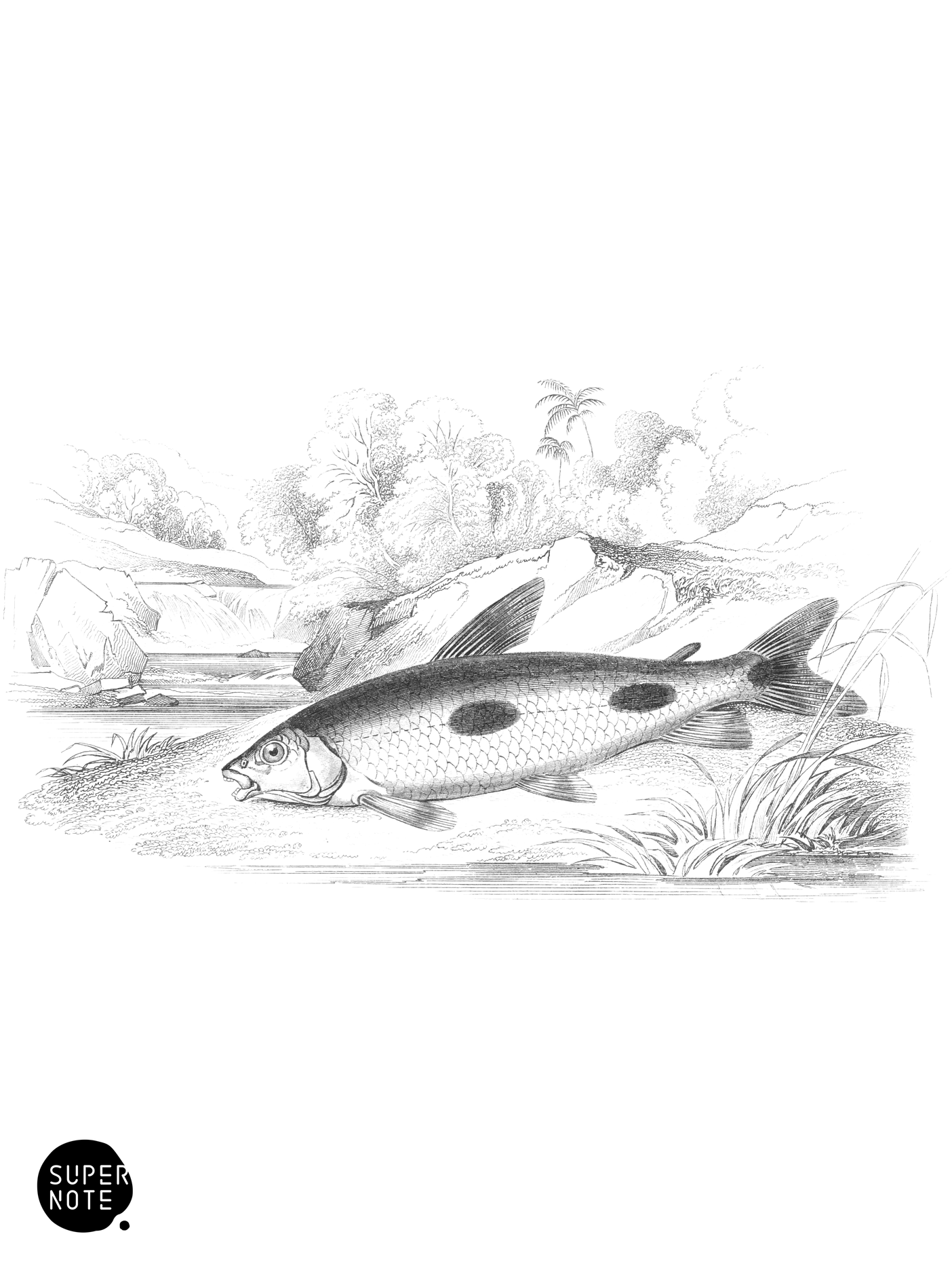 Blunt-Toothed Curimata (vol-38 plate-25).png