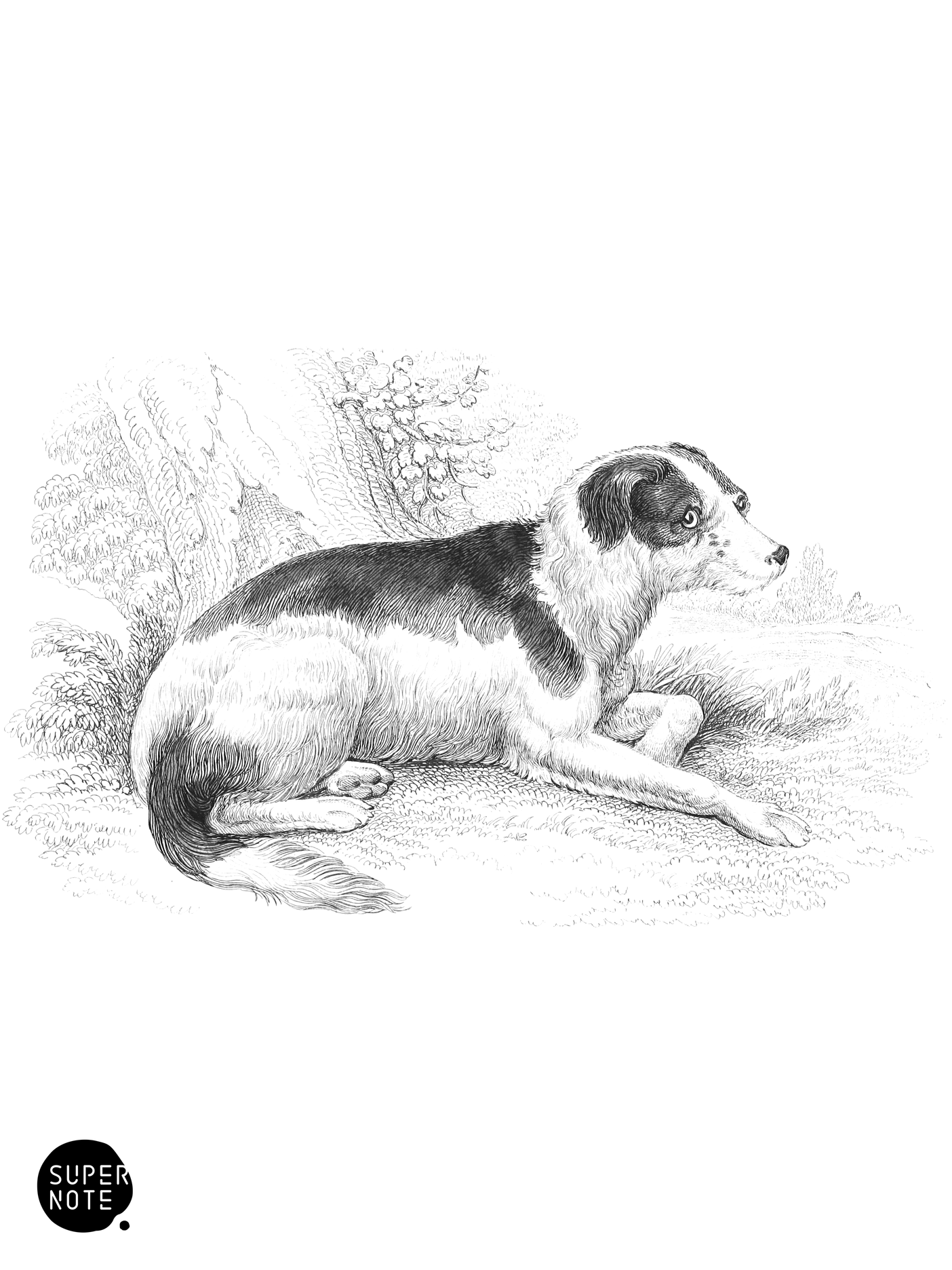 Boar-Hound of Germany (vol-28 plate-7).png