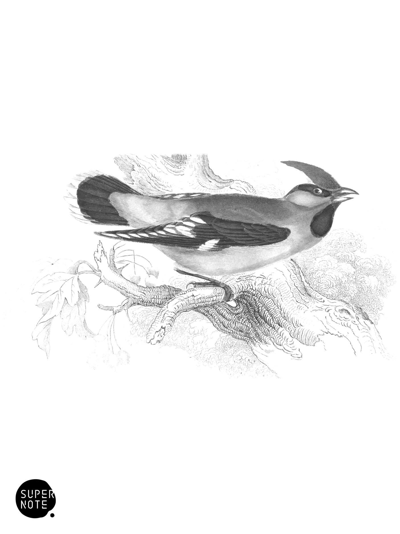 Bohemian Waxwing (vol-24 plate-11).png