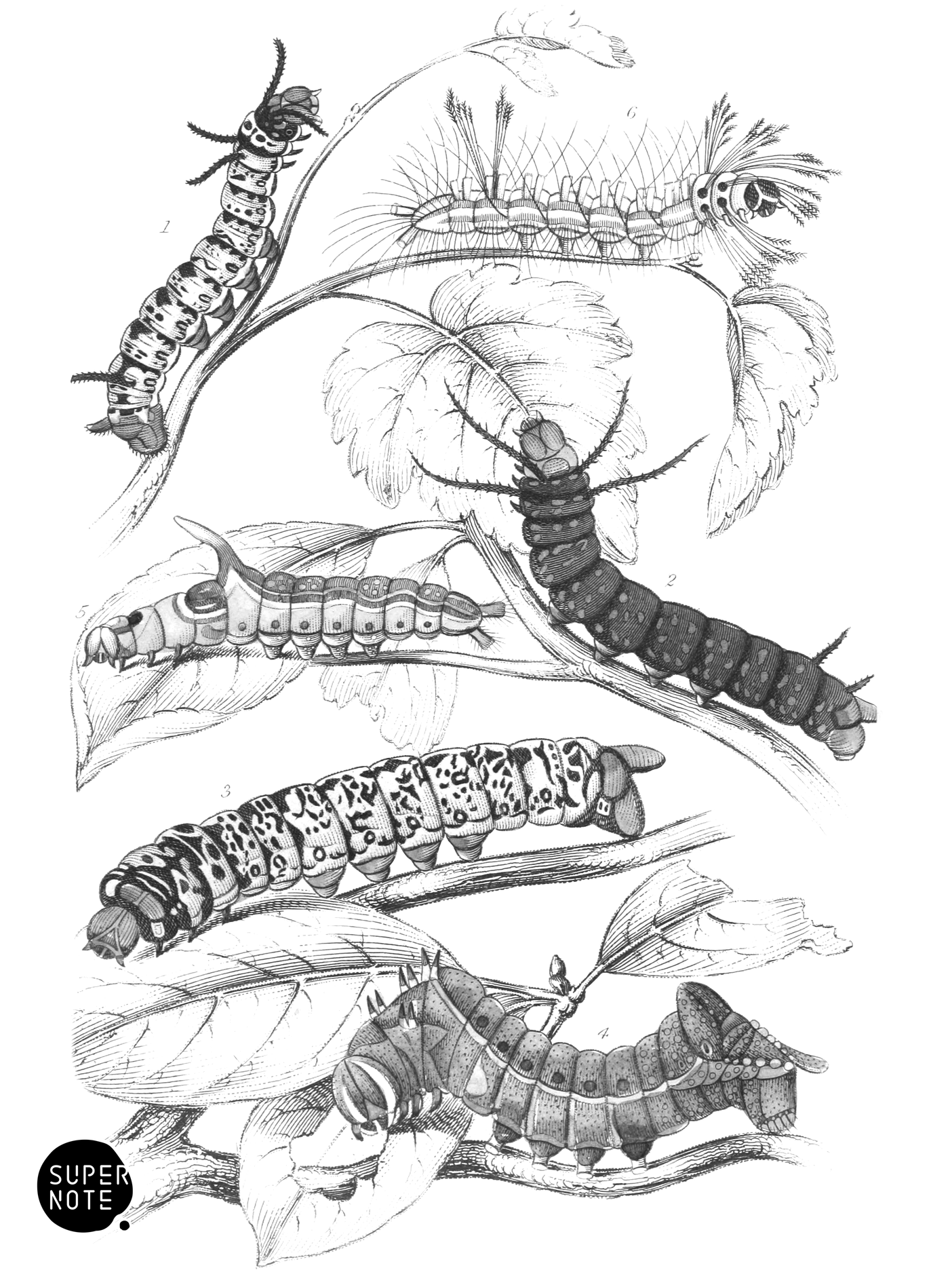 Bombycidæ Caterpillars (vol-33 plate-1).png