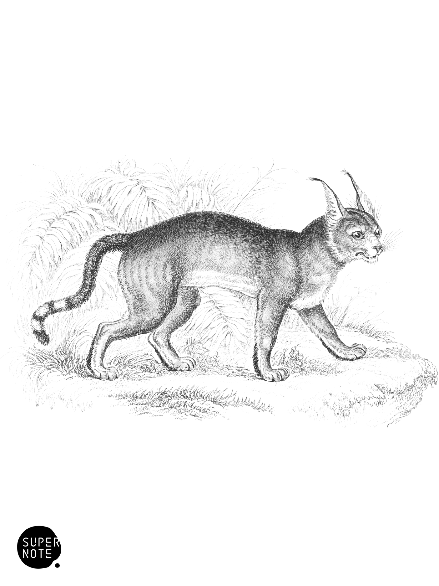 Booted Lynx (vol-04 plate-31).png
