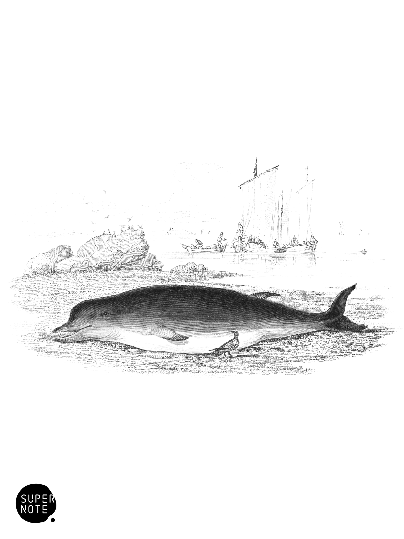 Bottle-Nosed Whale of Hunter (vol-16 plate-13).png
