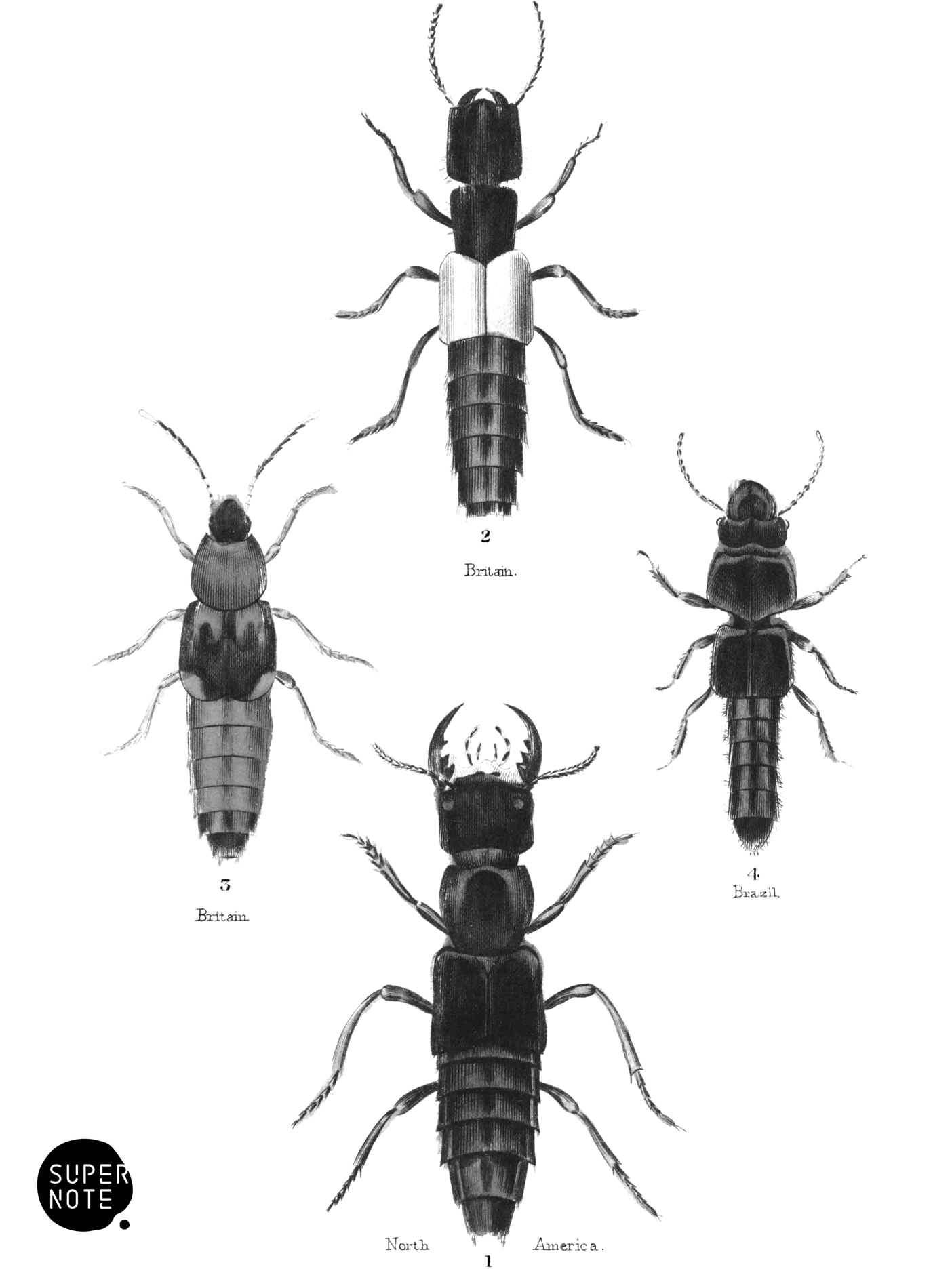 Brachelytra (vol-08 plate-5).png