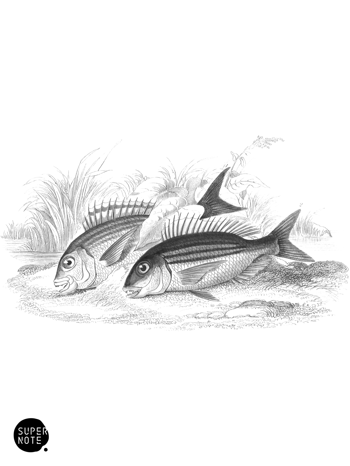 Braize or Becker & Gilt-Head (vol-37 plate-8).png