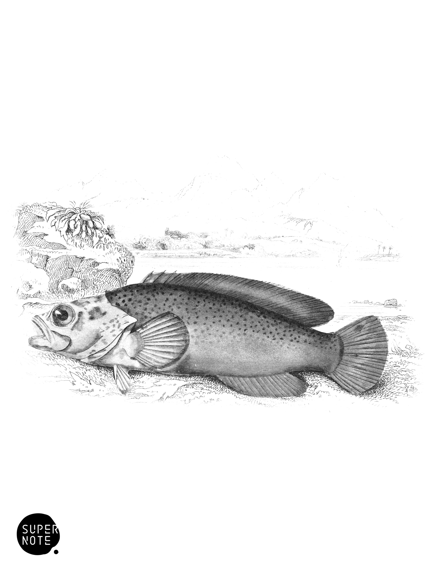Brazilian Rypticus (vol-07 plate-30).png