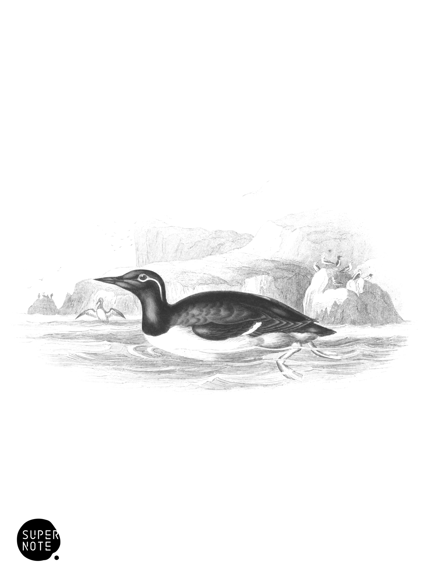 Bridled Guillemot (vol-40 plate-15).png