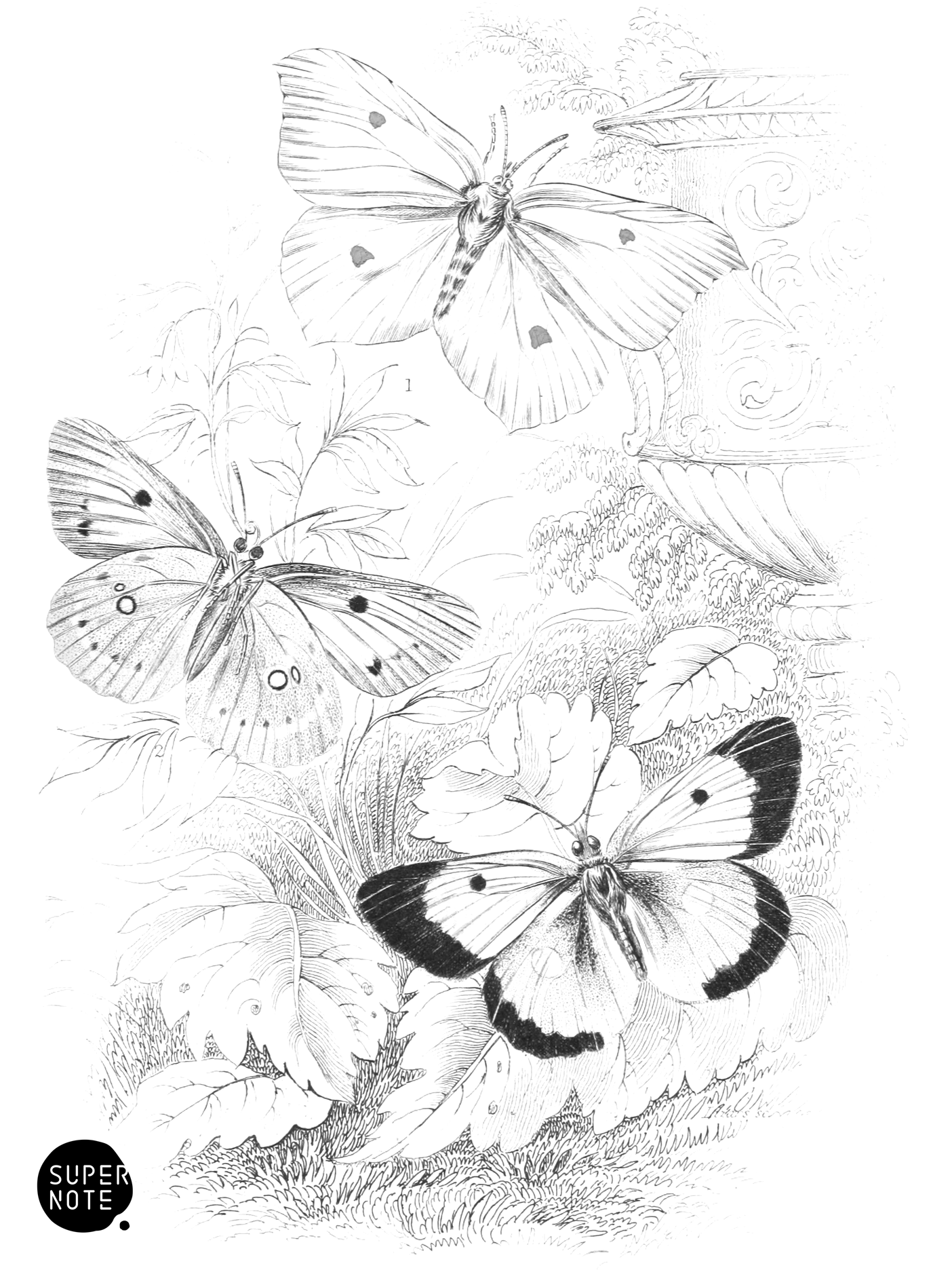 Brimstone & Clouded Yellow Butterflies (vol-10 plate-5).png