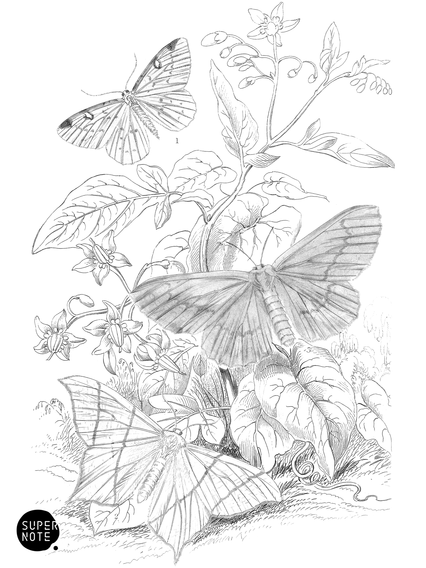 Brimstone-Moth, Swallow-Tail Moth & Large Emerald-Moth (vol-14 plate-27).png
