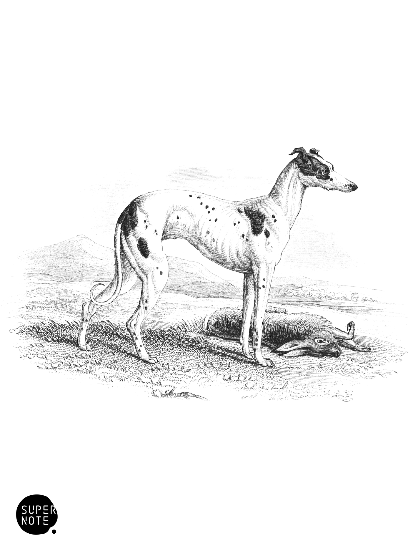 British Greyhound (vol-28 plate-10).png