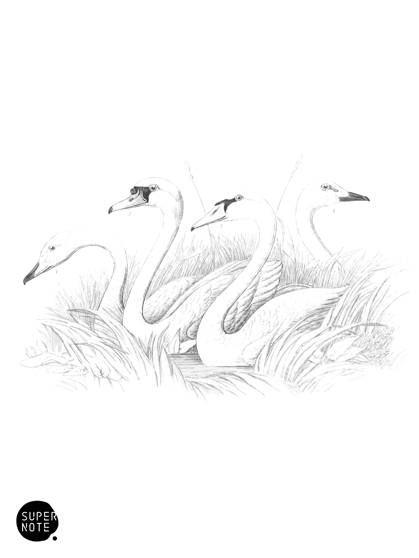 British Swans (vol-40 plate-2-group).png