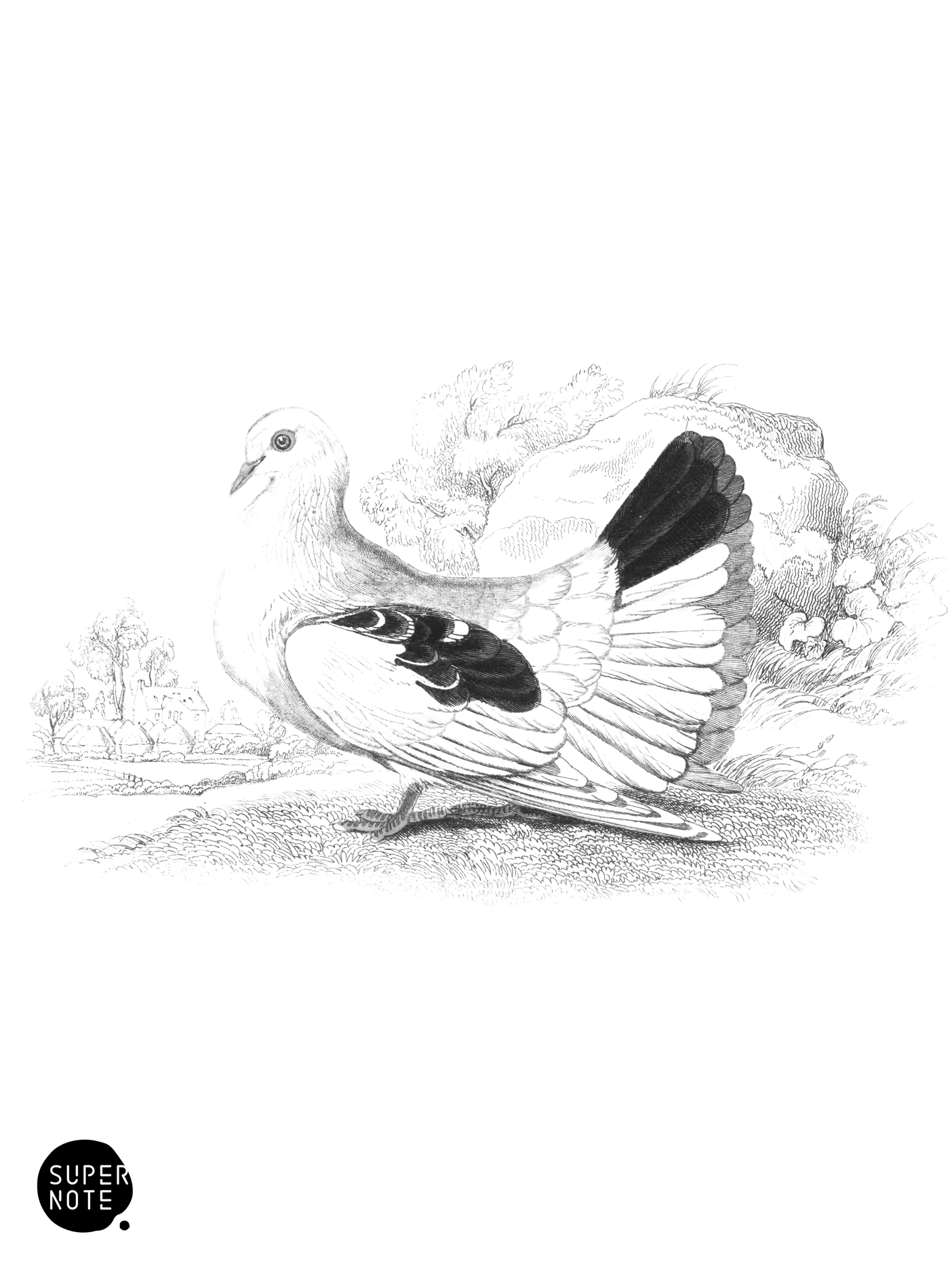 Broad or Fan-Tailed Shaker (vol-09 plate-13).png