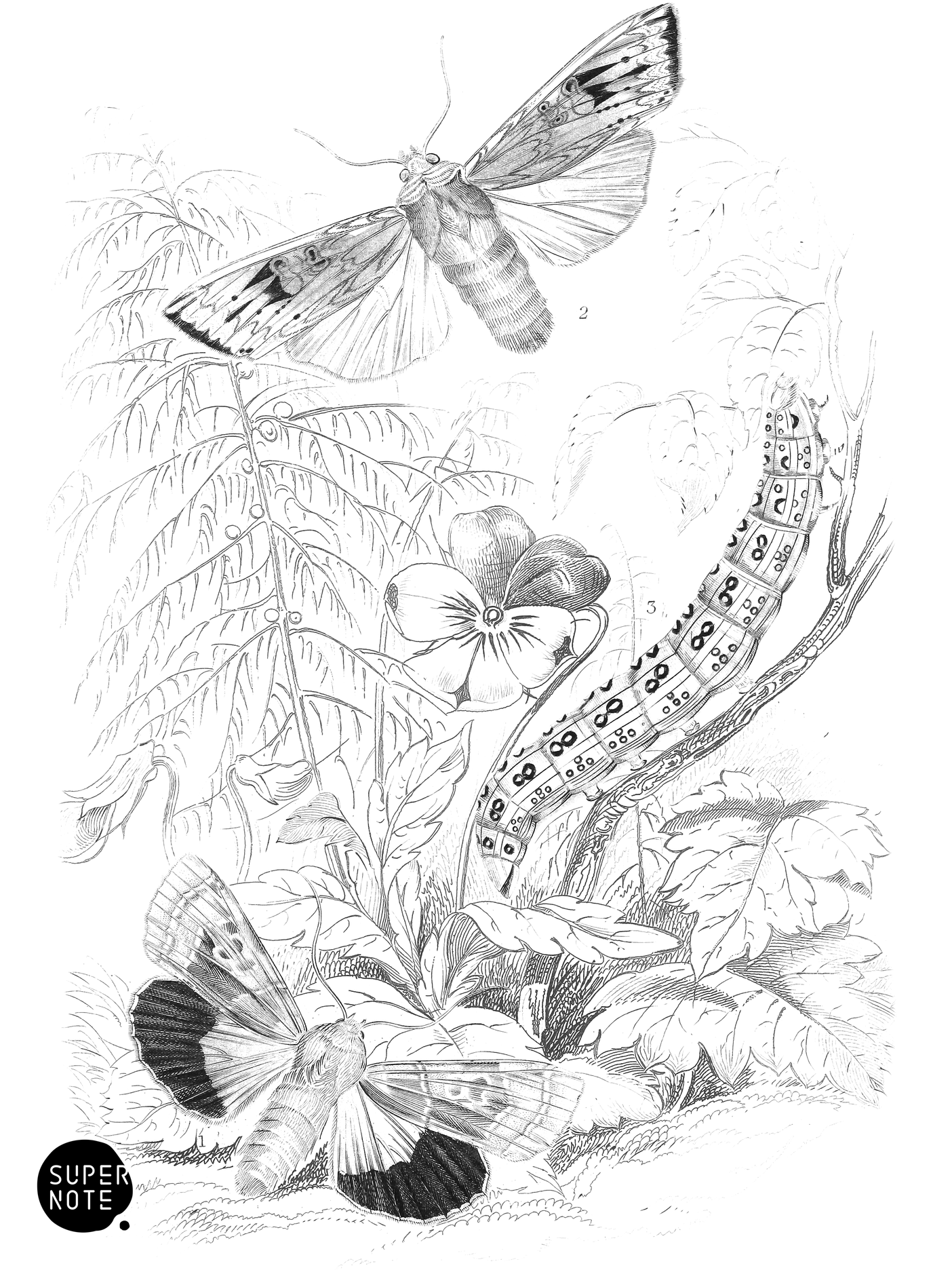 Broad-Bordered Yellow Underwing & Large Sword-Grass Moth (vol-14 plate-22).png