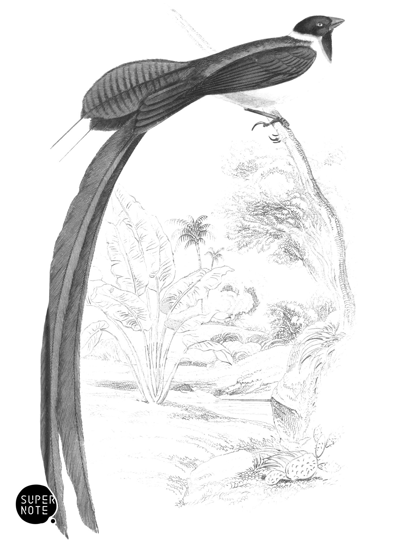 Broad-Shafted Widah-Finch (vol-17 plate-11).png