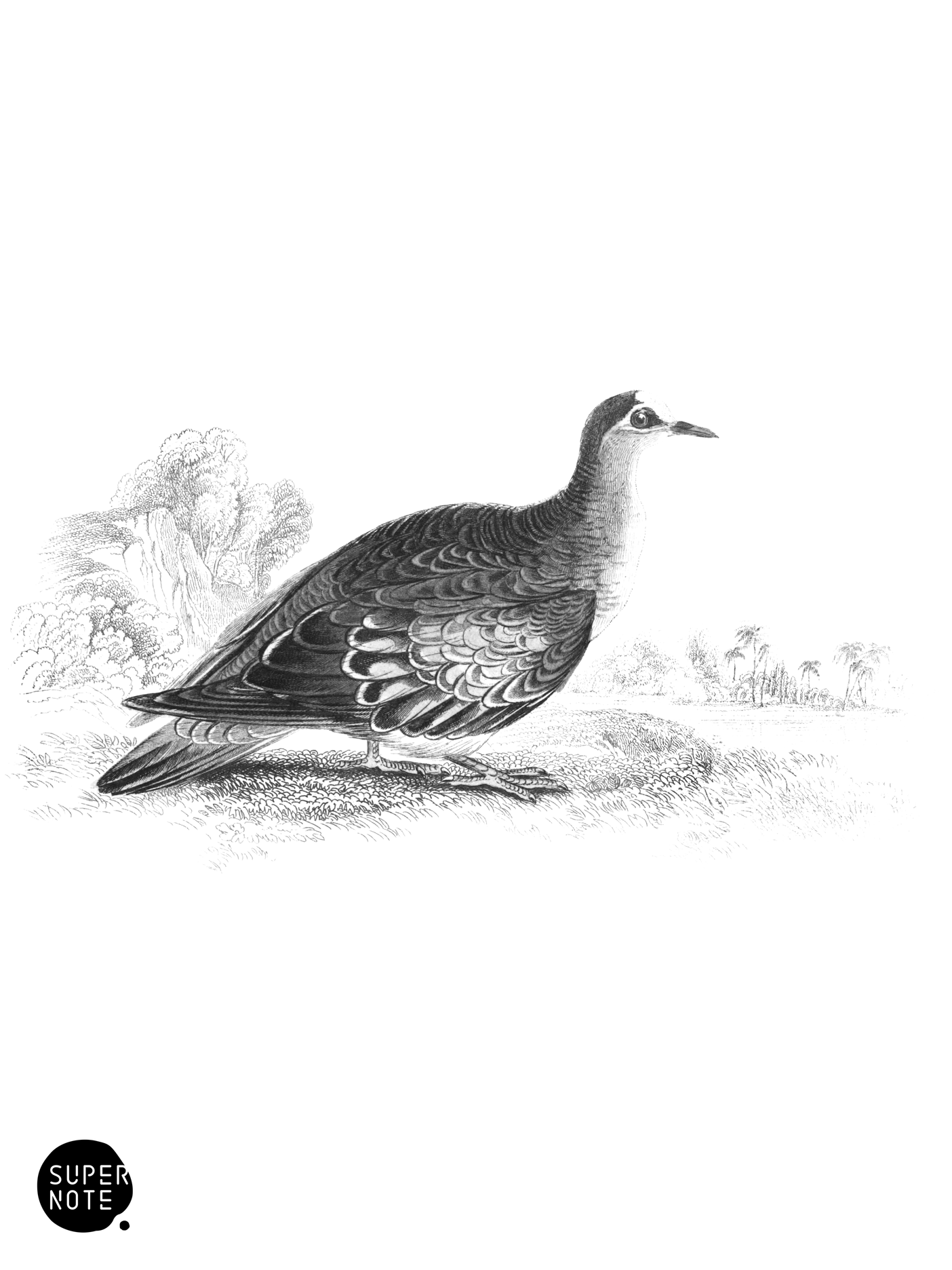 Bronze-Winged Ground Dove (vol-09 plate-21).png