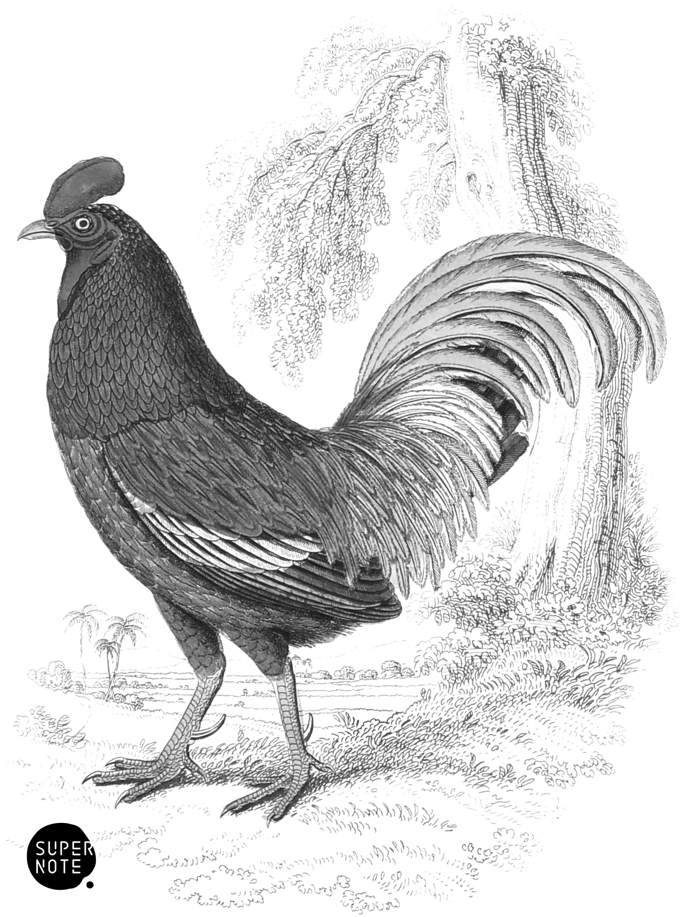 Bronzed Cock (vol-05 plate-9).png