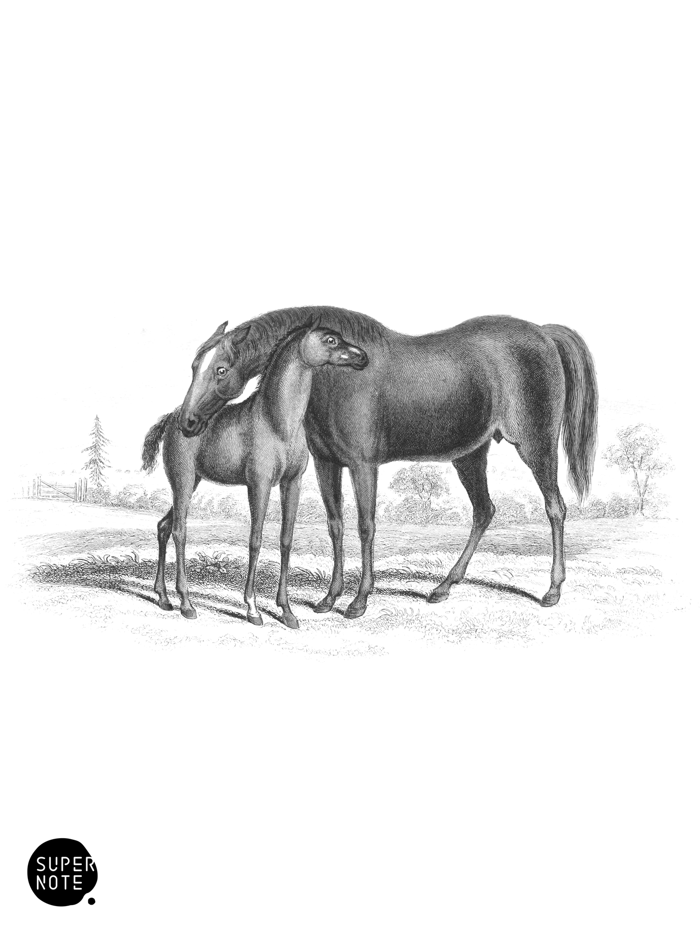 Brood Mare and Third Foal (vol-31 plate-14).png