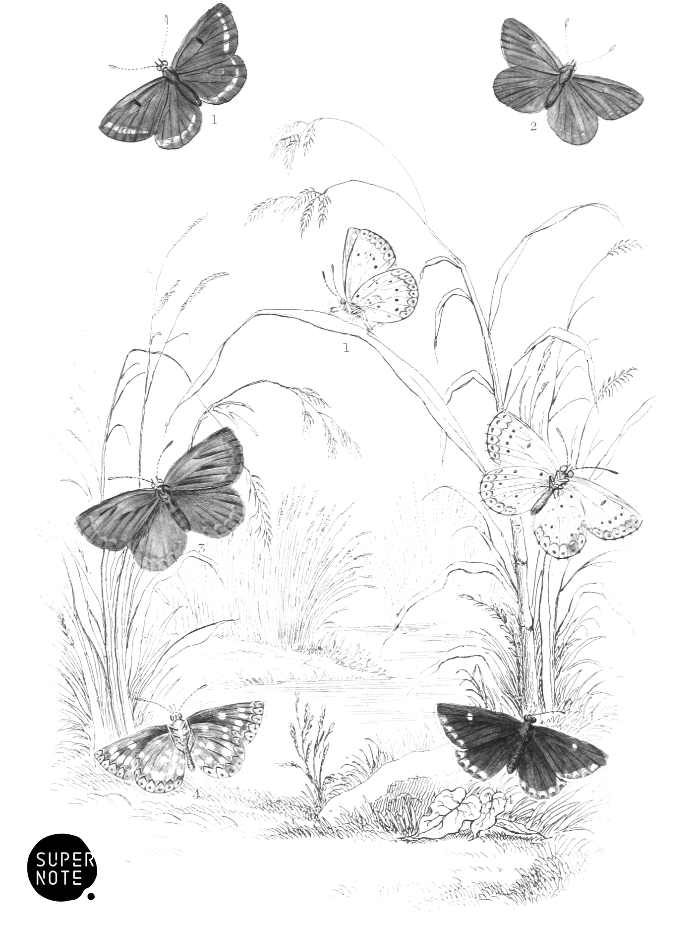 Brown Argus, Durham Argus & Artaxerxes Butterflies (vol-10 plate-34).png