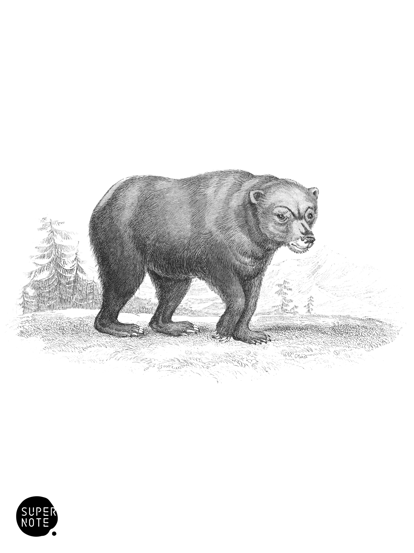 Brown Bear (vol-35 plate-20).png