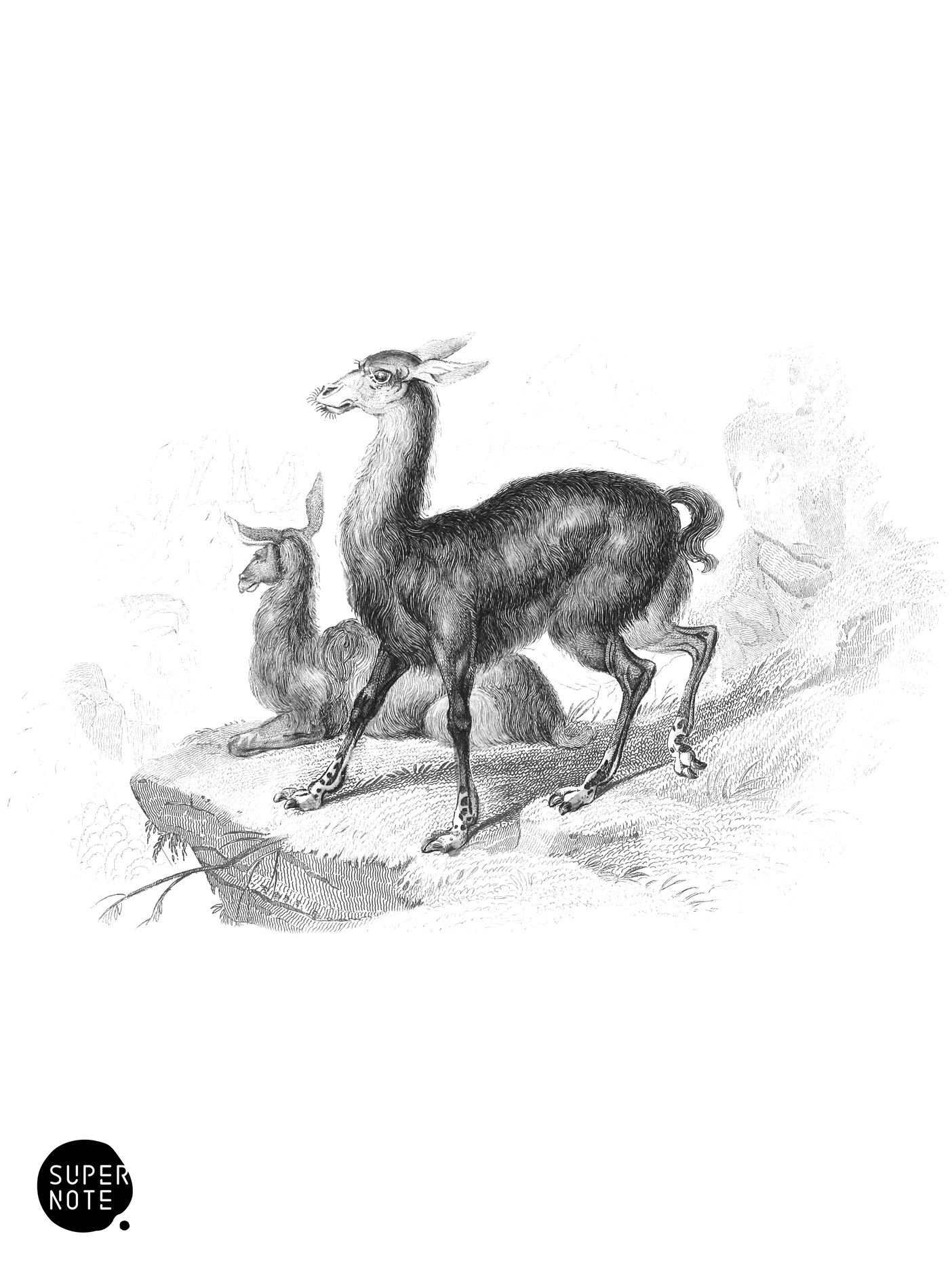 Brown Llama (vol-11 plate-2).png
