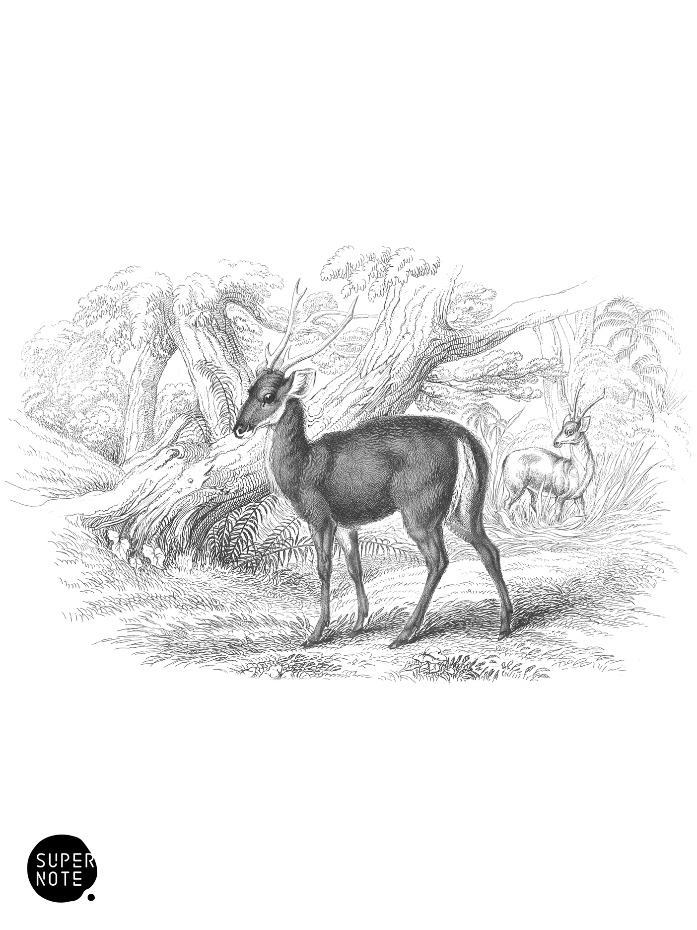 Brown Porcine Axis (vol-11 plate-14).png