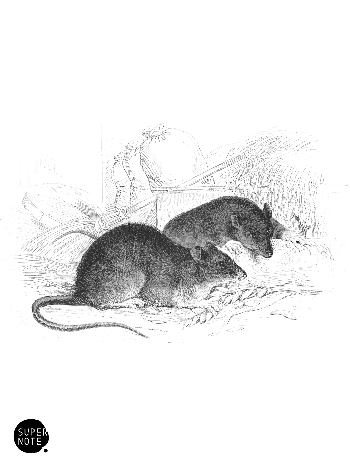 Brown Rat (vol-22 plate-24).png