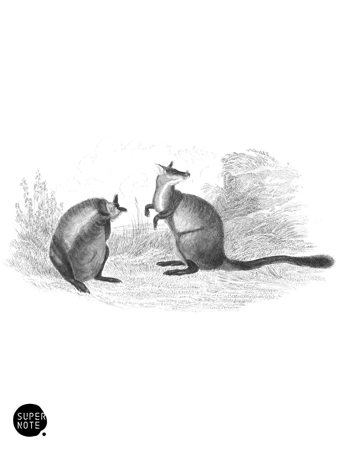 Brush-Tailed Kangaroo (vol-30 plate-22).png