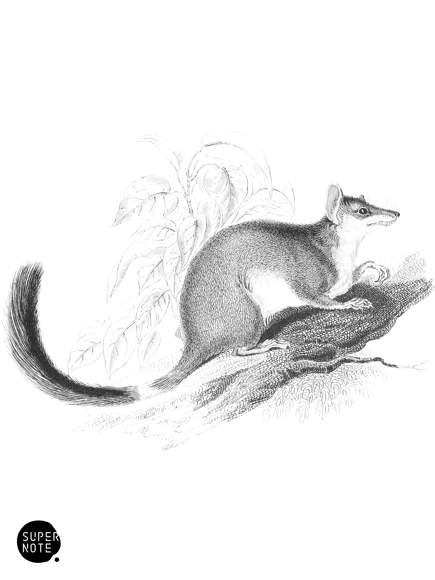 Brush-Tailed Phascogale (vol-30 plate-8).png