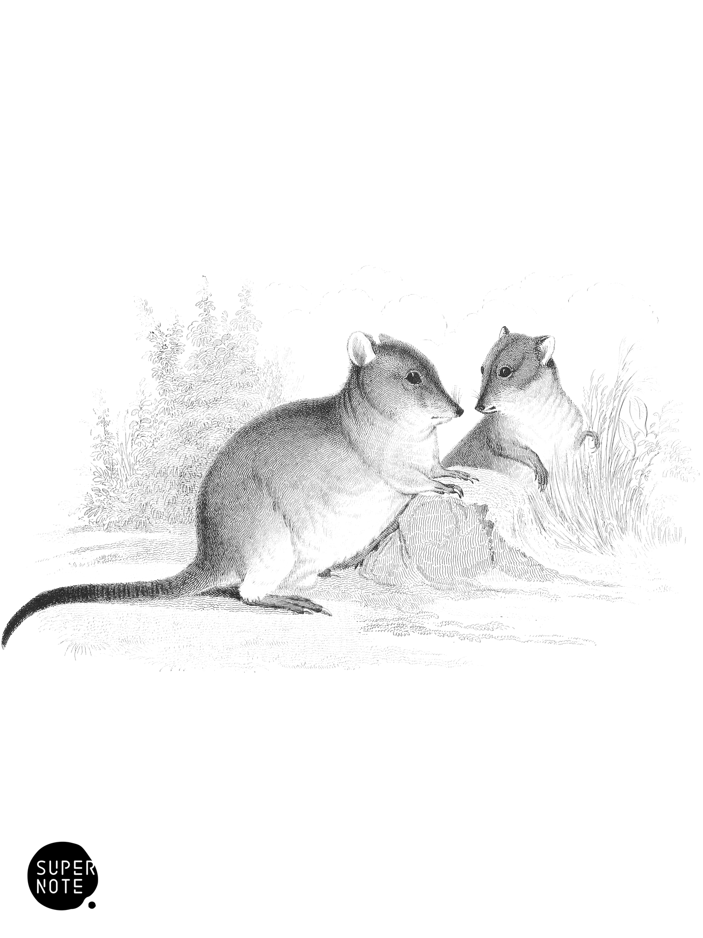 Brushed-Tailed Hypsiprymnus (vol-30 plate-17).png