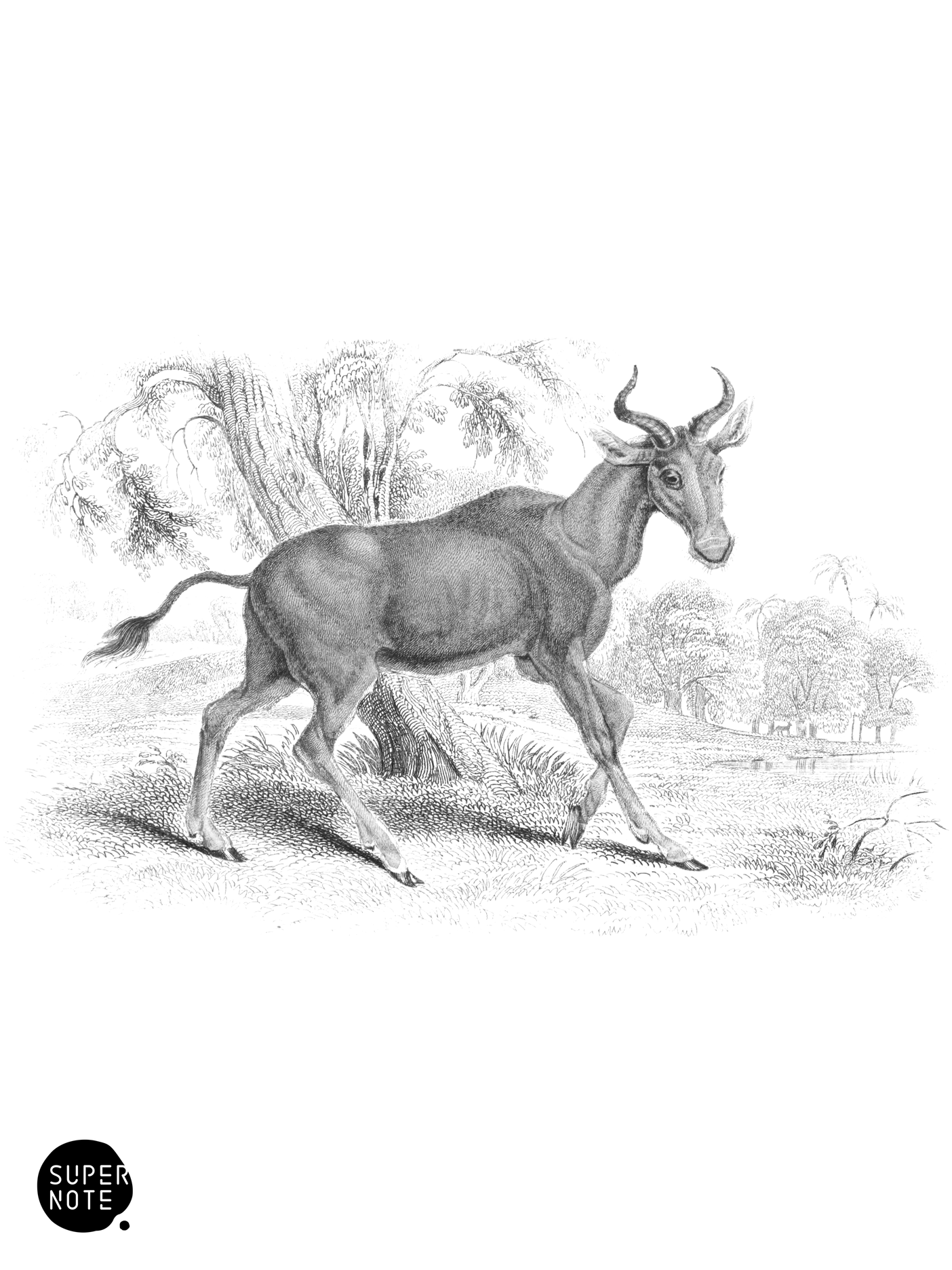Bubalis (vol-12 plate-18).png
