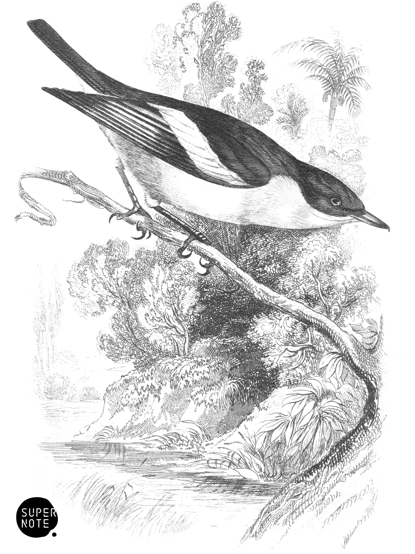 Buff-Bodied Flycatcher (vol-21 plate-28).png