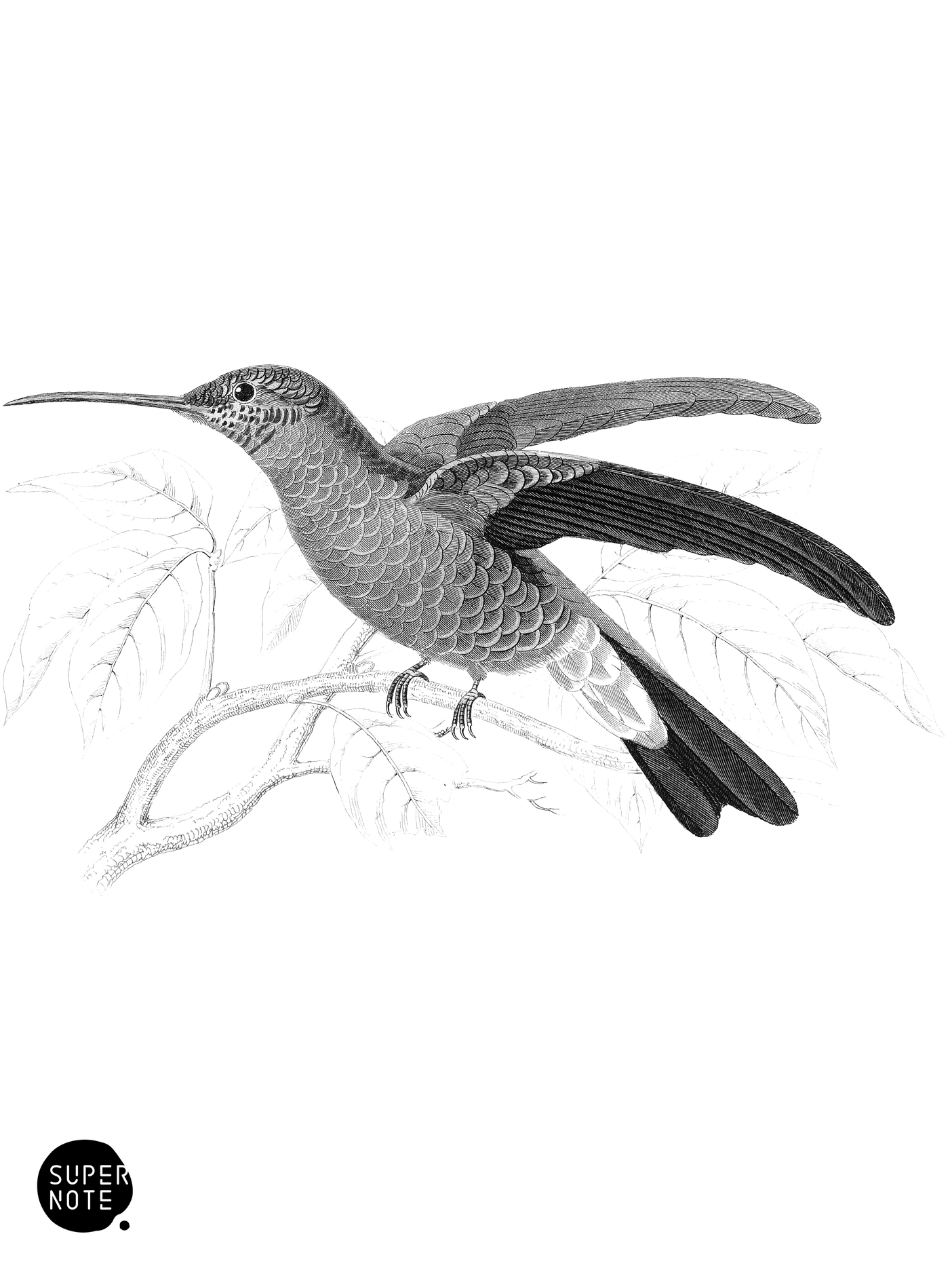 Buffon’s Humming-Bird (vol-03 plate-19).png