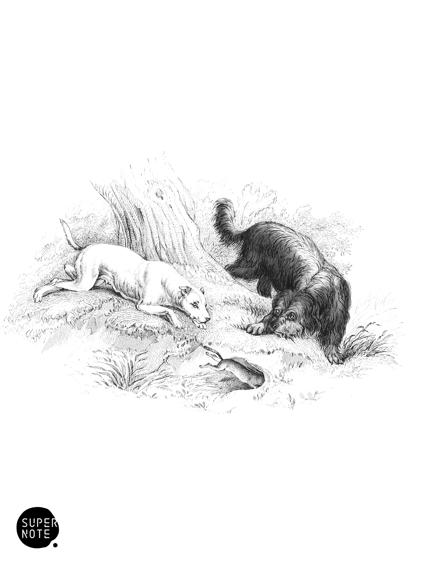 Bull-Terrier & Scottish Terrier (vol-28 plate-17).png