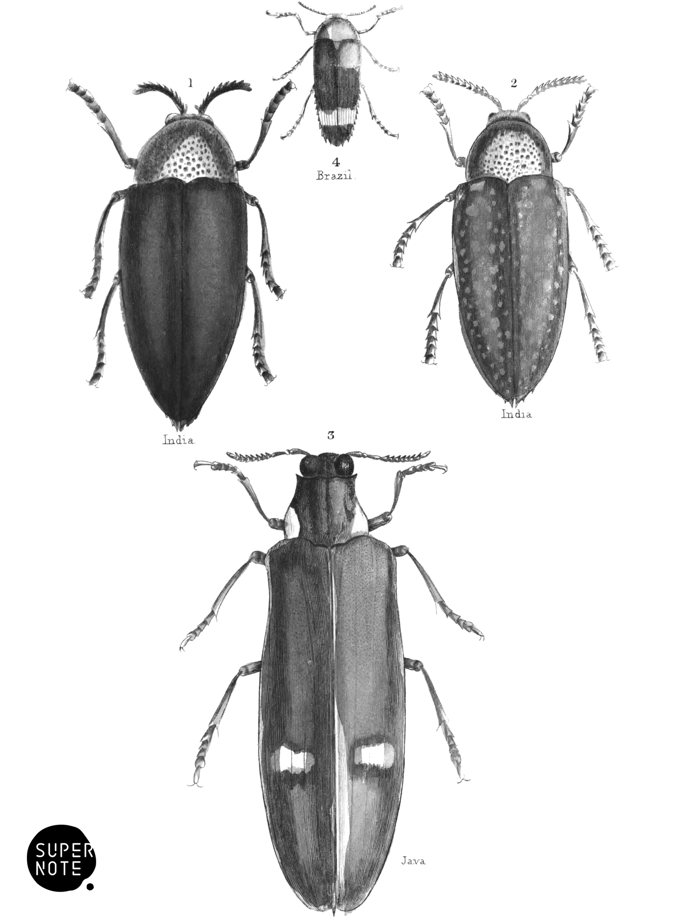 Buprestis (vol-08 plate-6).png