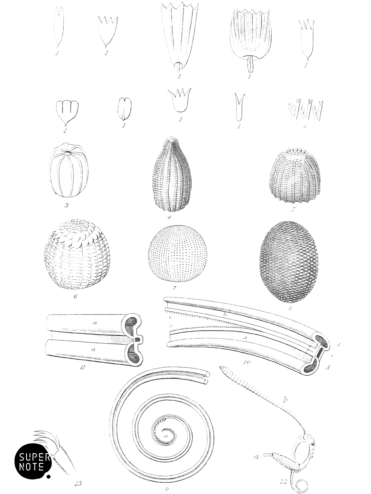 Butterfly Anatomy (vol-10 plate-1).png