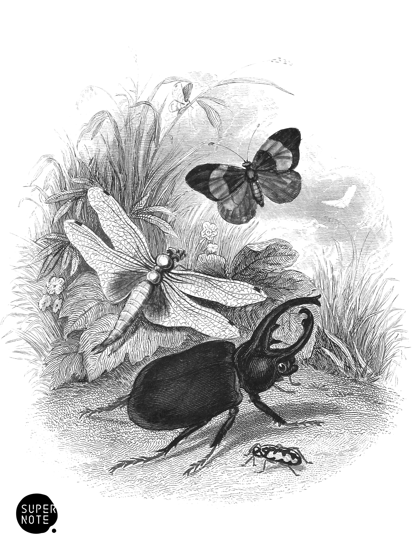 Butterfly, Dragonfly & Beetles (vol-29 vignette).png