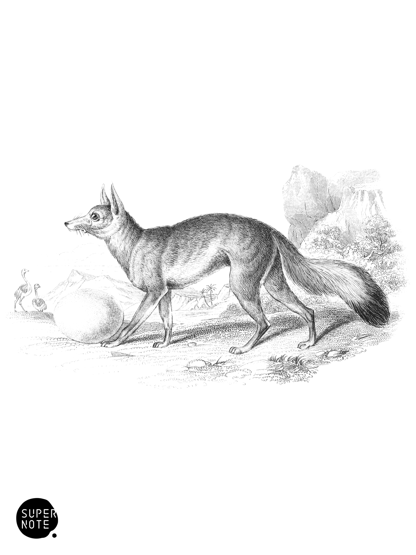Caama Fennec (vol-25 plate-19).png