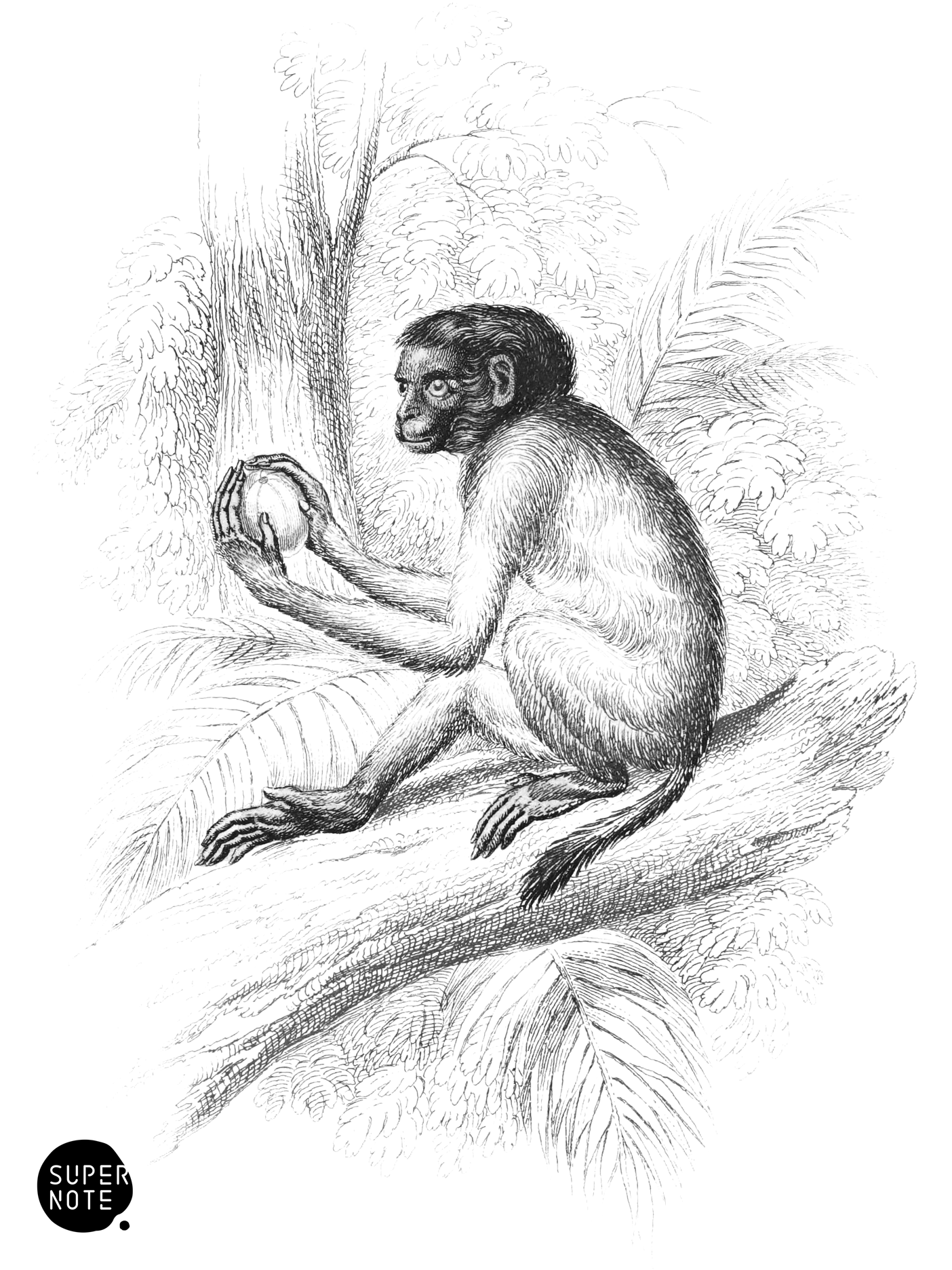 Cacajao (vol-02 plate-26-cw).png