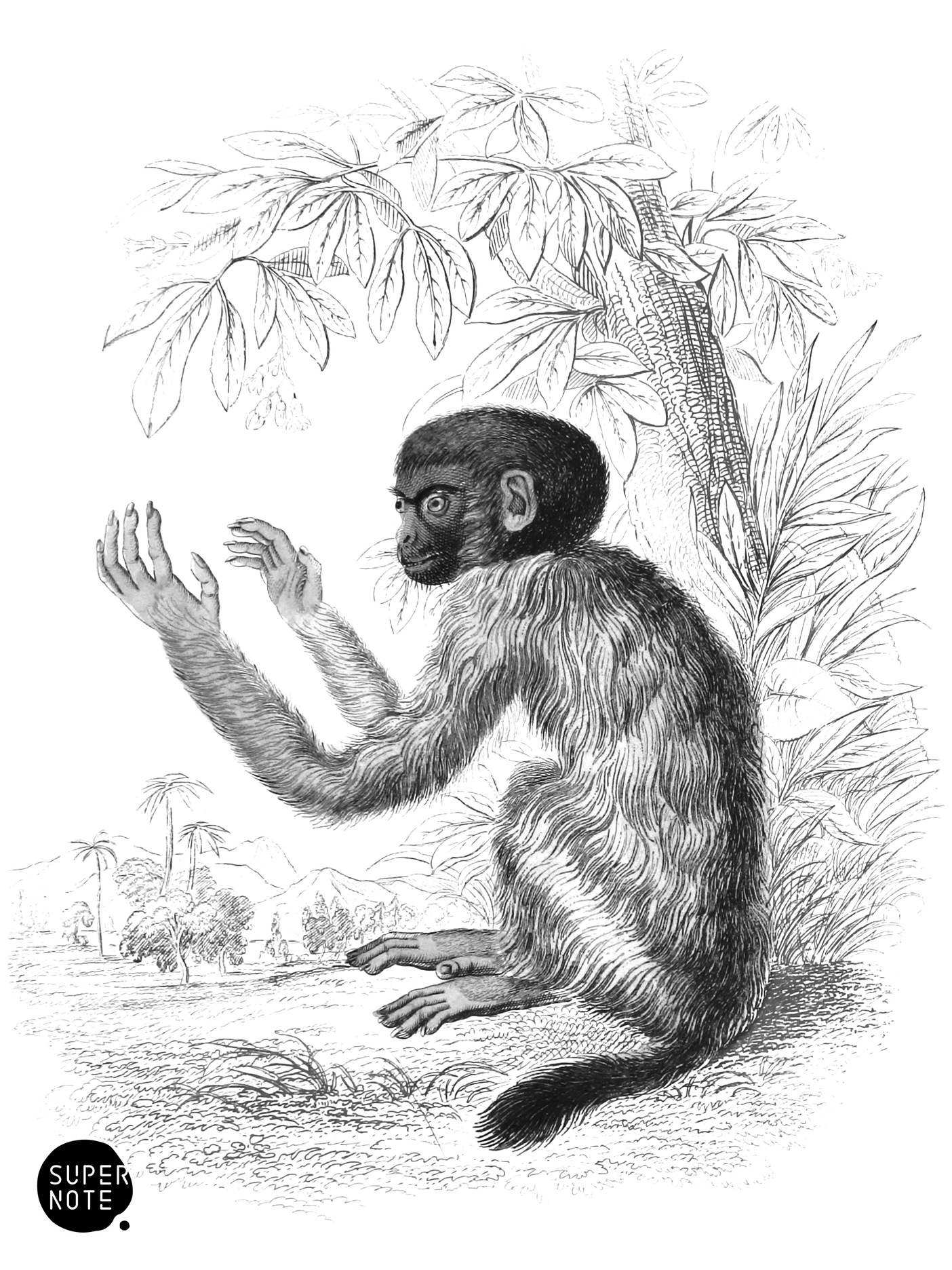 Cacajao (vol-02 plate-26-lizars).png