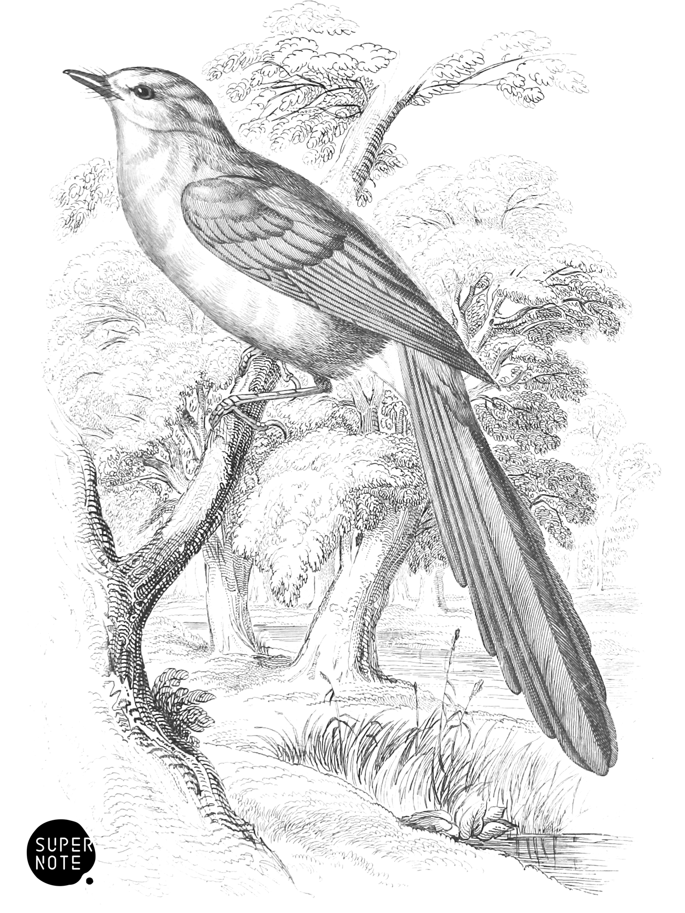 Cærulean, or Long-Tailed Flycatcher (vol-21 plate-25).png