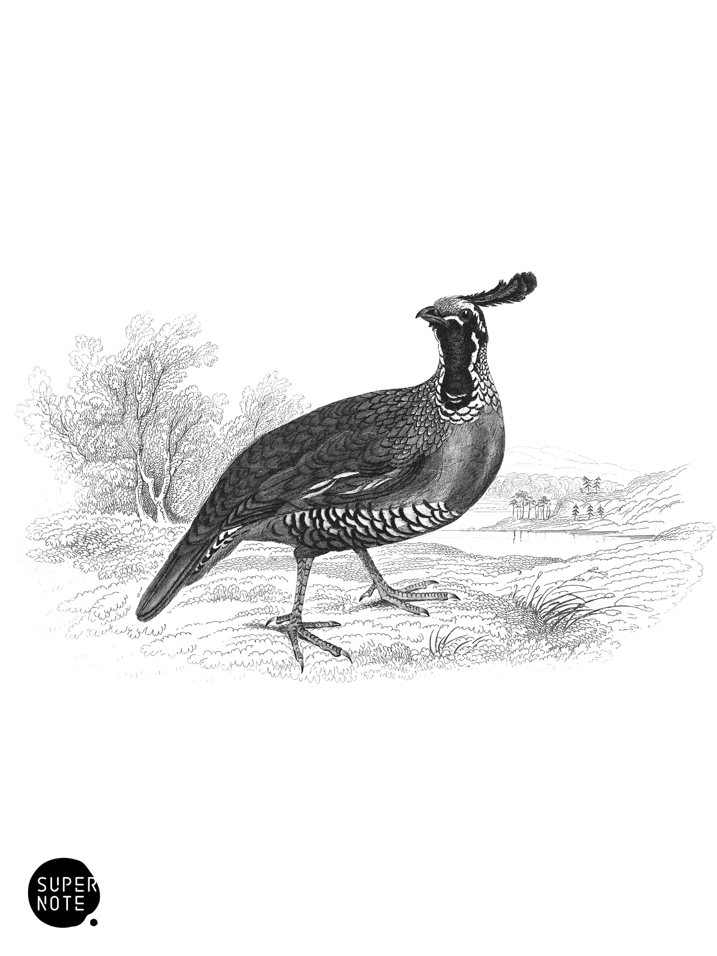 Californian Ortyx (vol-06 plate-11).png