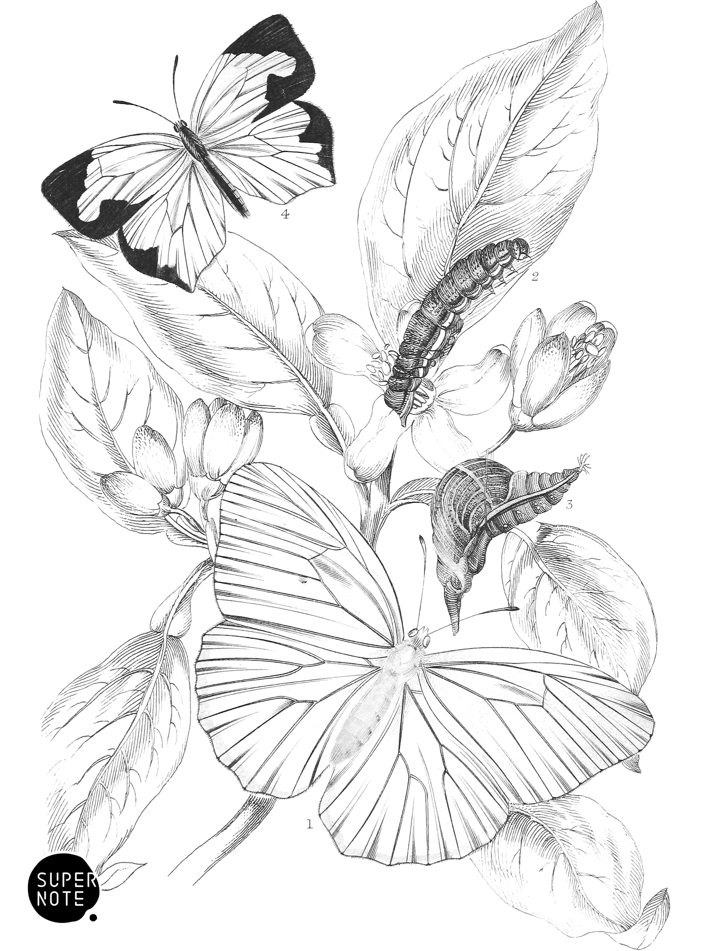 Callidryas Eubule & Terias Mexicana (vol-18 plate-8).png