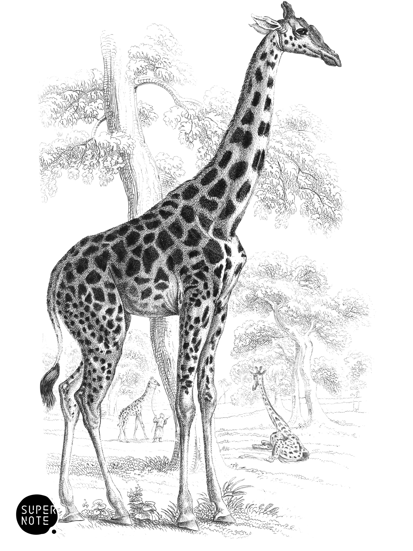 Cameleopard of North Africa (vol-11 plate-21).png