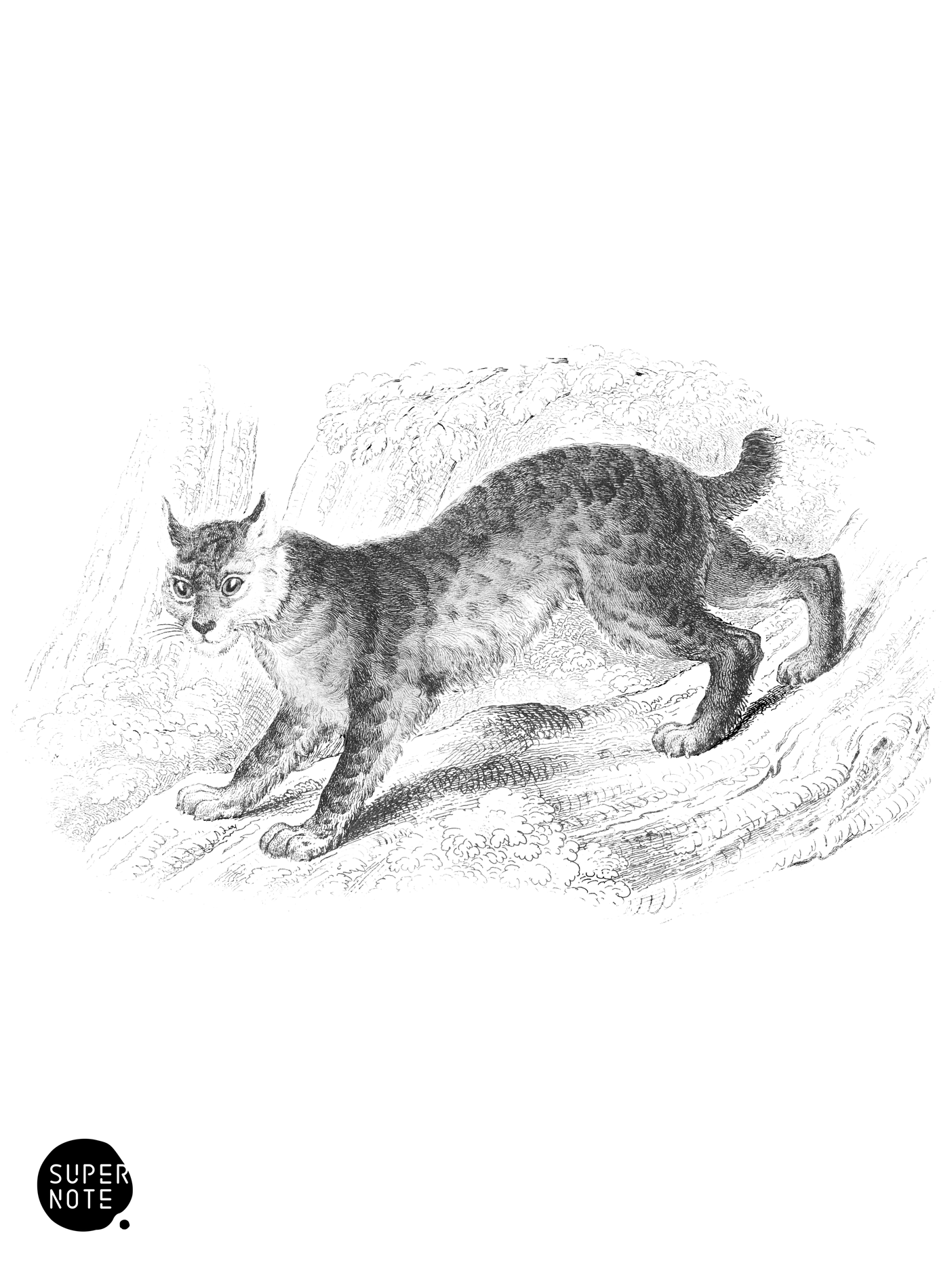 Canada Lynx (vol-04 plate-33).png