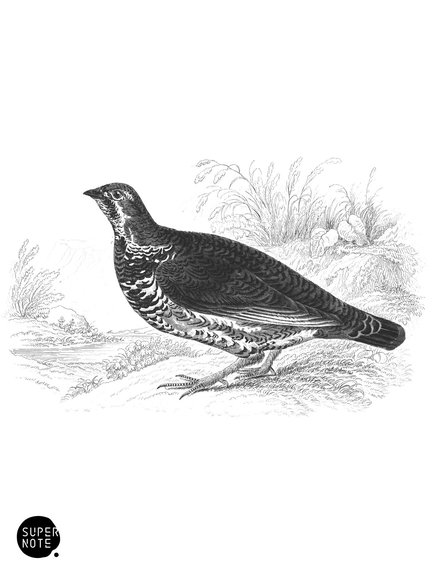 Canadian Grouse (vol-06 plate-15).png