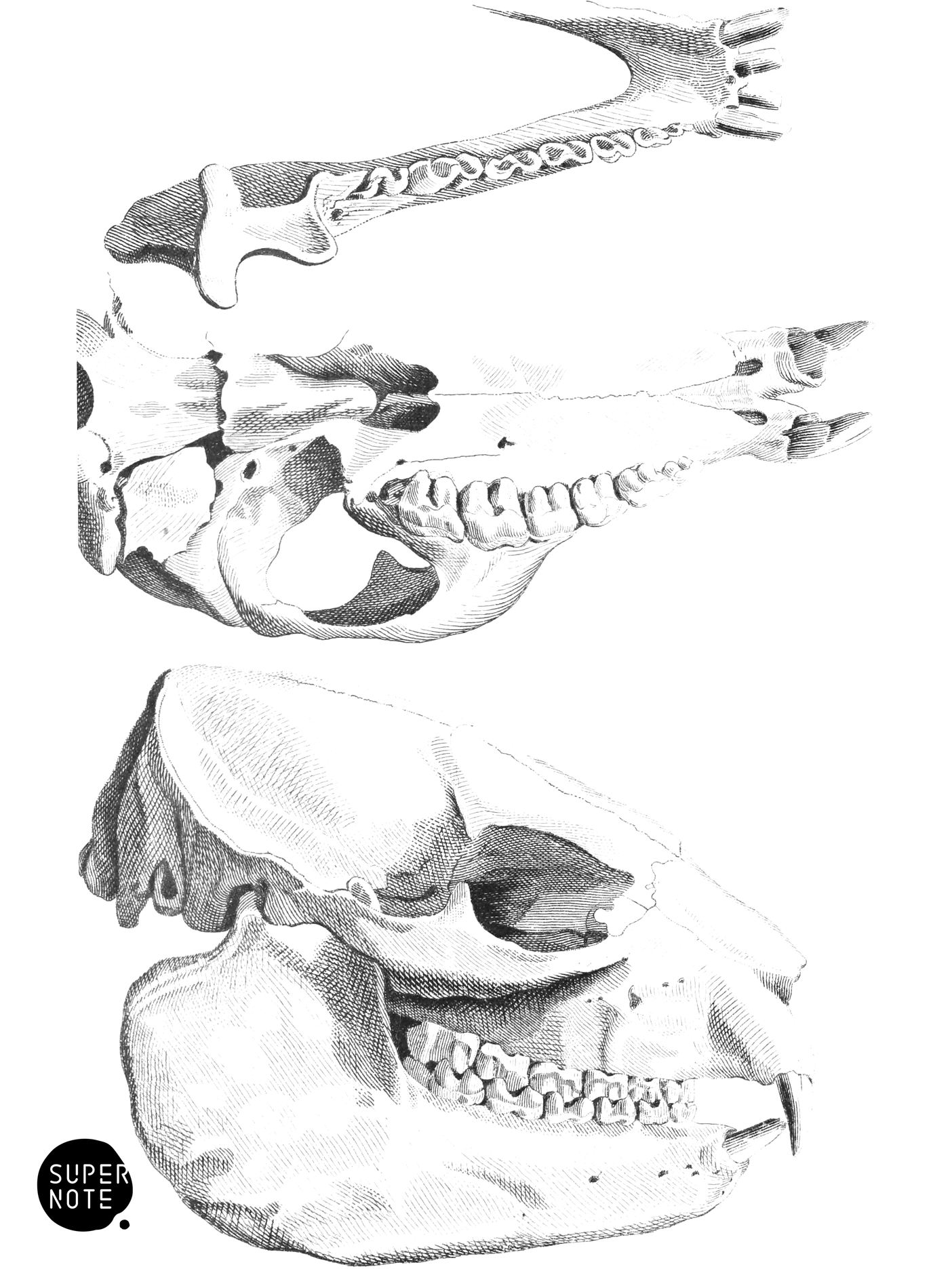 Cape Hyrax Skull (vol-13 plate-15).png