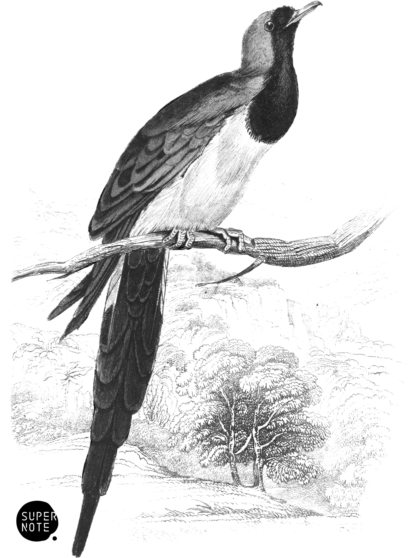 Cape Turtle (vol-09 plate-20).png