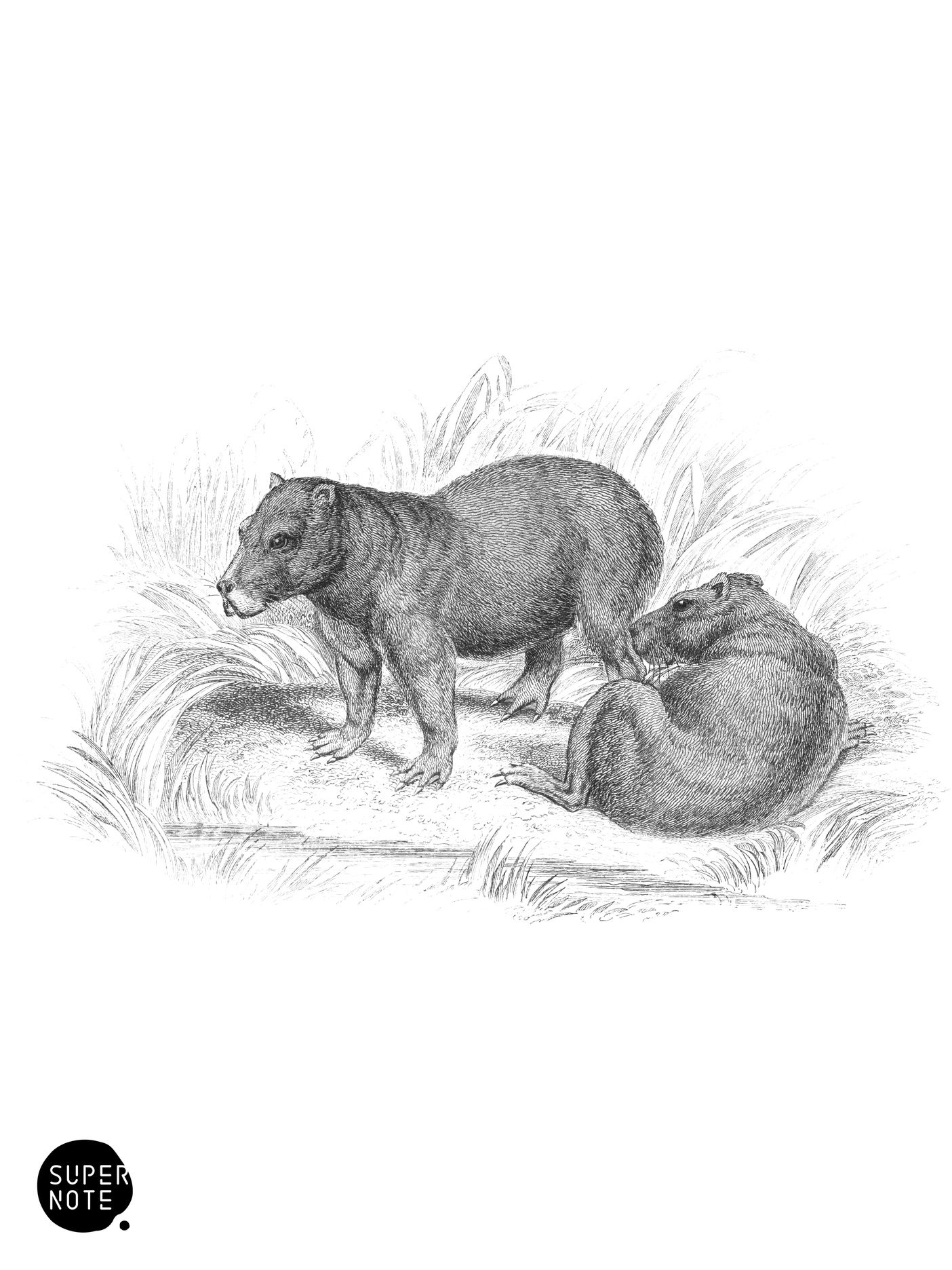 Capybara (vol-35 plate-27).png
