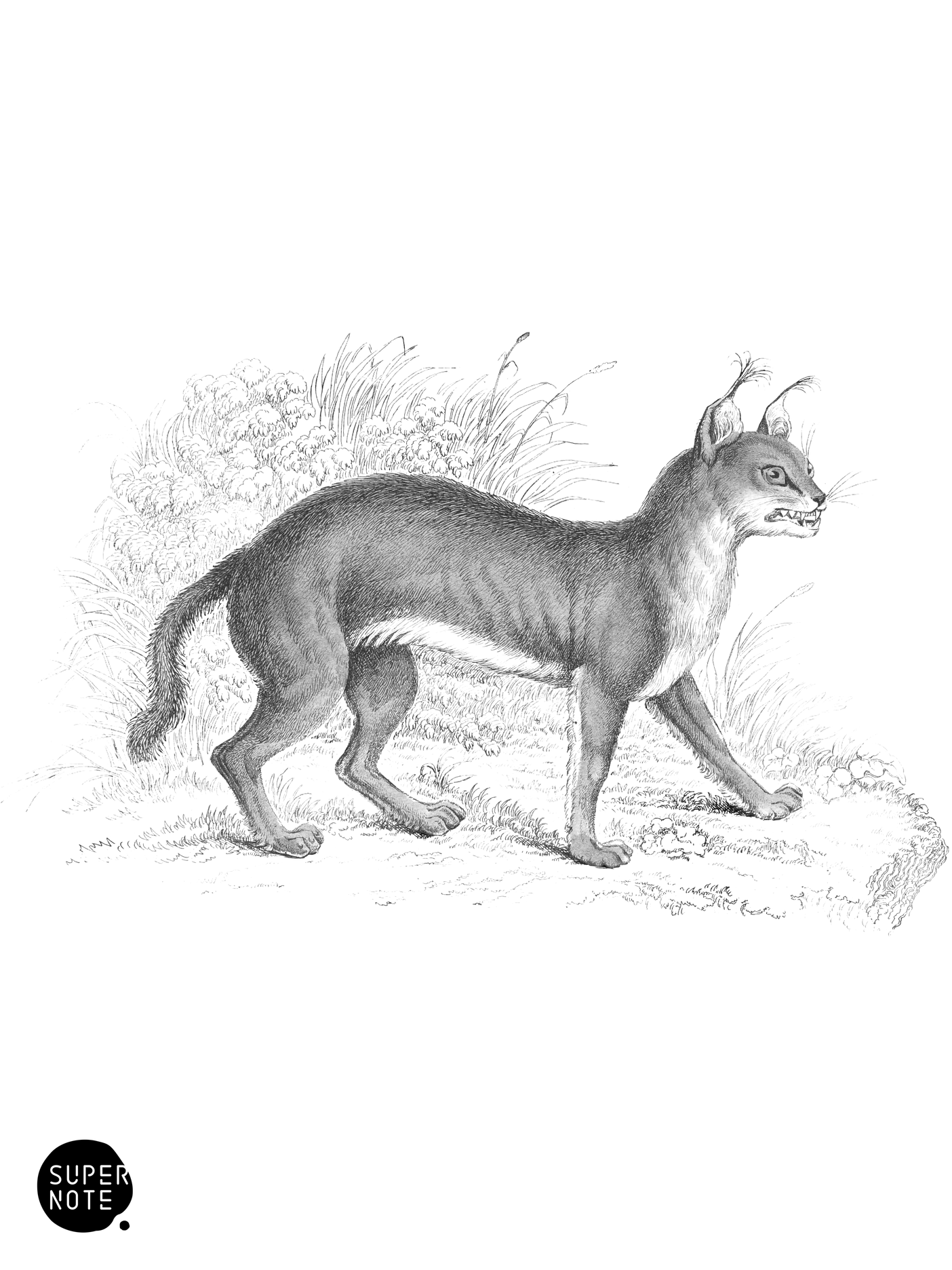 Caracal (vol-04 plate-30).png