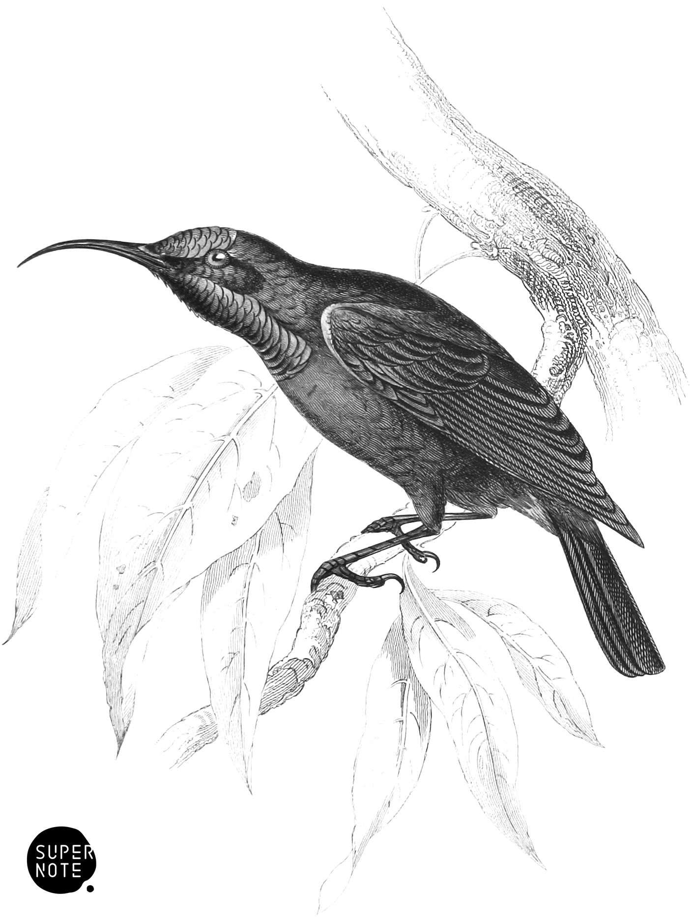 Carmelite Sun-Bird (vol-36 plate-14).png