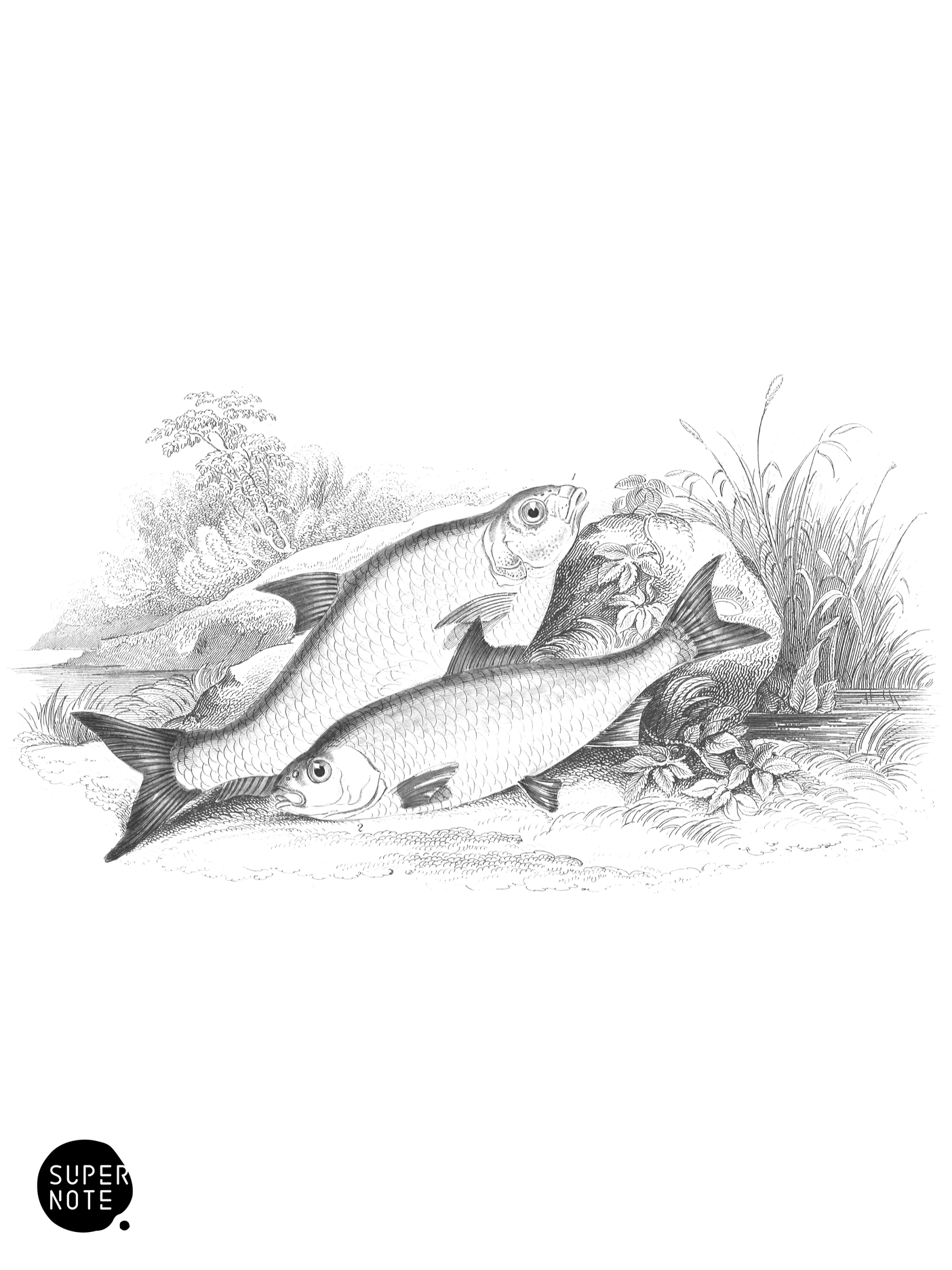 Carp-Bream & Roach (vol-37 plate-26).png